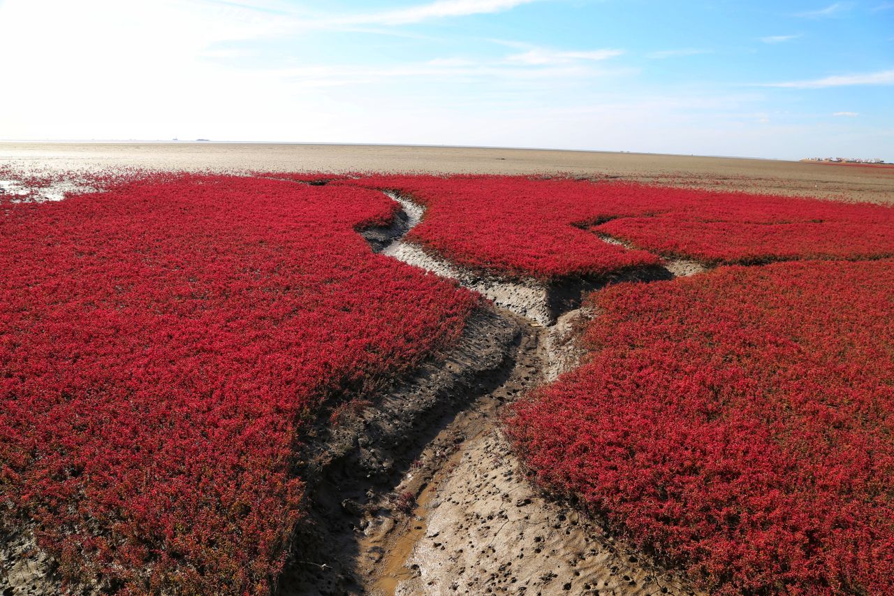 Tapis rouge de Suaeda salsa dans les marais de Red Beach à Panjin Tapis rouge de Suaeda salsa dans les marais de Red Beach à Panjin