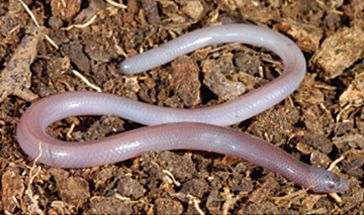 10 incroyables animaux sans yeux animaux sans yeux lezard sans pattes aveugle animaux-sans-yeux-lezard-sans-pattes-aveugle