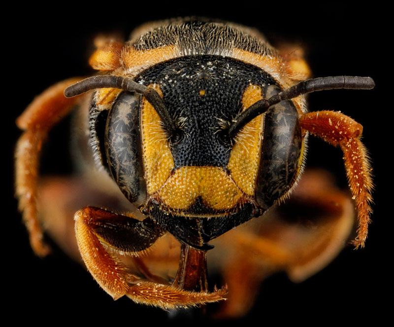 Des arthropodes en macrophotographie arthropodes en macrophotographie Dianthidium curvatum arthropodes-en-macrophotographie-Dianthidium-curvatum