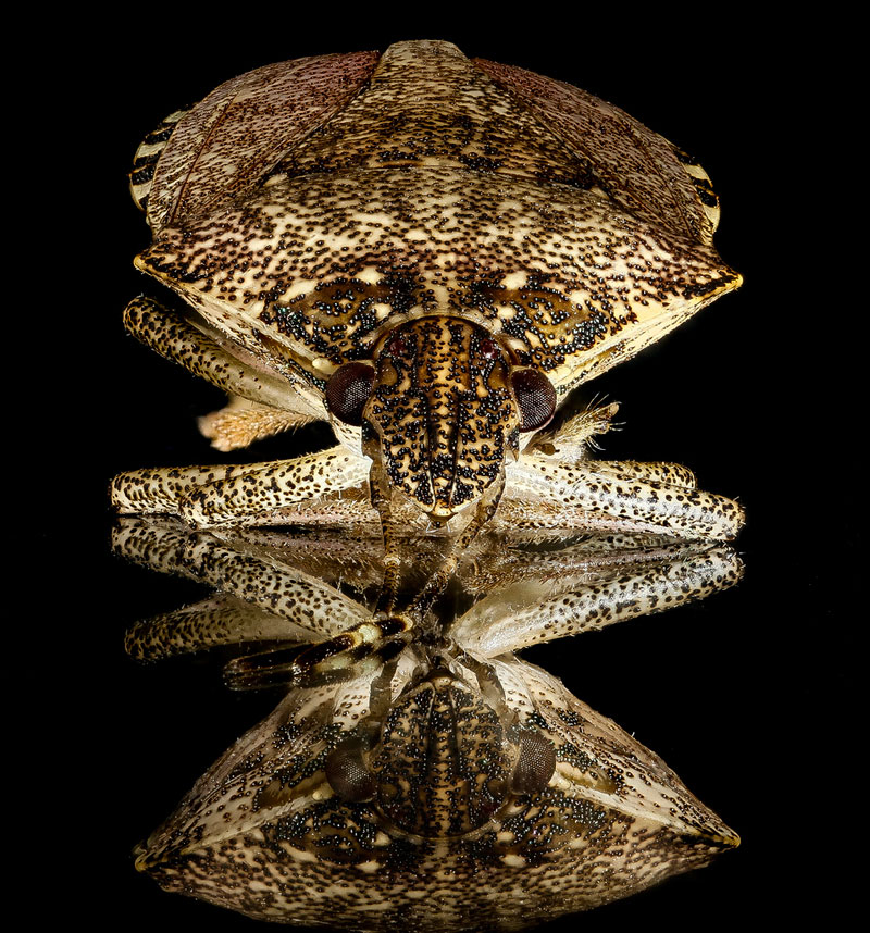Des arthropodes en macrophotographie arthropodes en macrophotographie Halyomorpha halys arthropodes-en-macrophotographie-Halyomorpha-halys