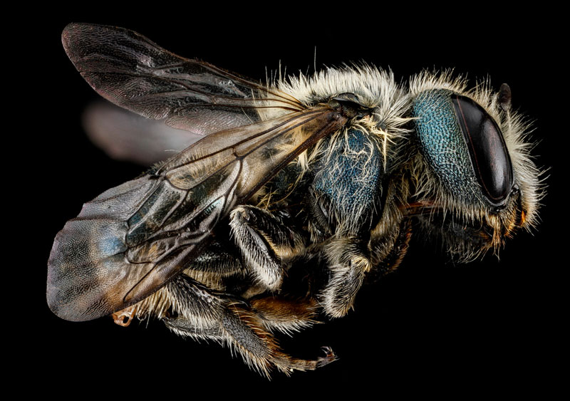 Des arthropodes en macrophotographie arthropodes en macrophotographie Osmie sandersoneae arthropodes-en-macrophotographie-Osmie-sandersoneae