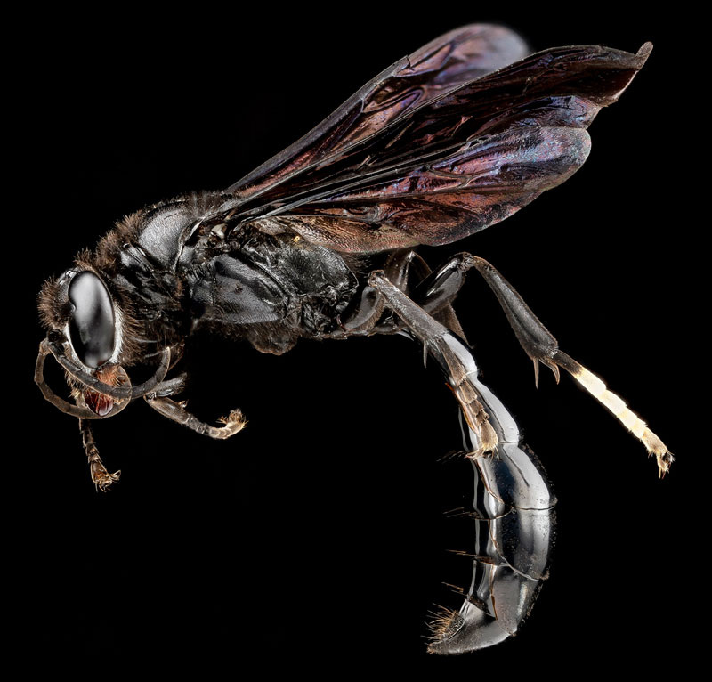 Des arthropodes en macrophotographie arthropodes en macrophotographie Trypoxylon arthropodes-en-macrophotographie-Trypoxylon-mexicanum