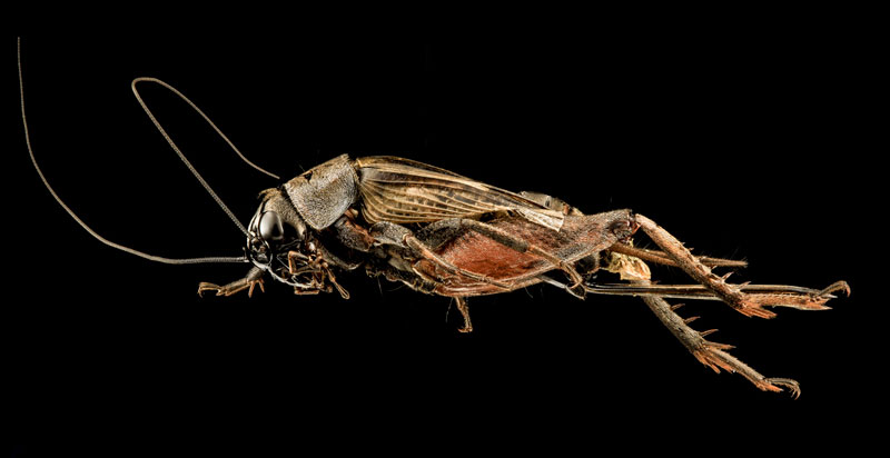 Des arthropodes en macrophotographie arthropodes en macrophotographie grillon arthropodes-en-macrophotographie-grillon