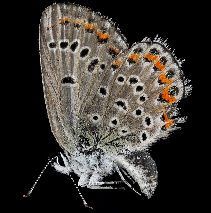 Des arthropodes en macrophotographie arthropodes en macrophotographie papillon arthropodes-en-macrophotographie-papillon