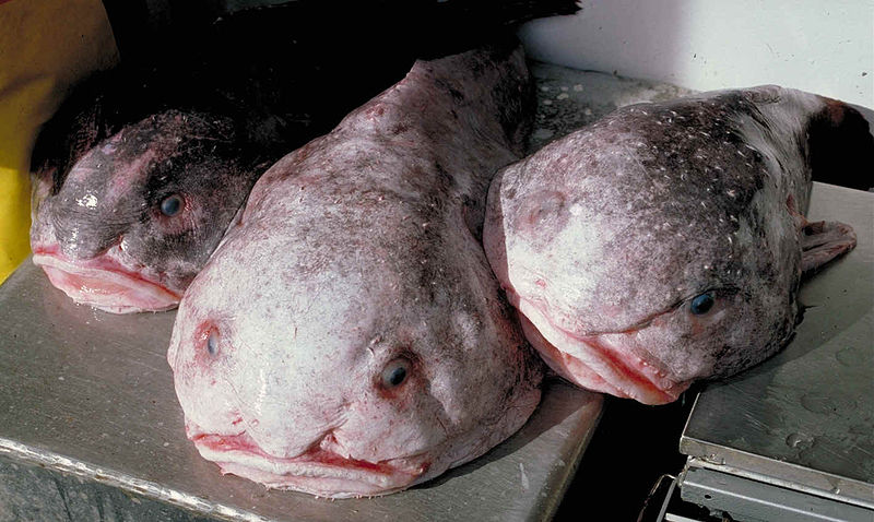 Le blobfish élu l'animal le plus laid du monde blobfish animal le plus laid du monde 3 blobfish-animal-le-plus-laid-du-monde-3