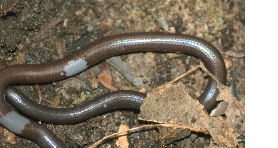 Dibamus dalaiensis, lézard aveugle sans pattes du Cambodge Dibamus dalaiensis, lézard aveugle sans pattes découvert dans les Cardamomes au Cambodge