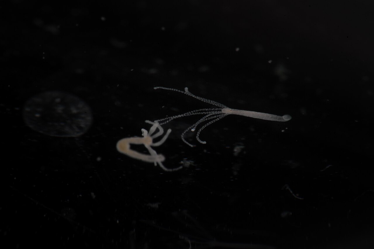 Hydra vulgaris, hydre d'eau douce sans yeux Hydra vulgaris, petit animal d'eau douce dépourvu d'yeux