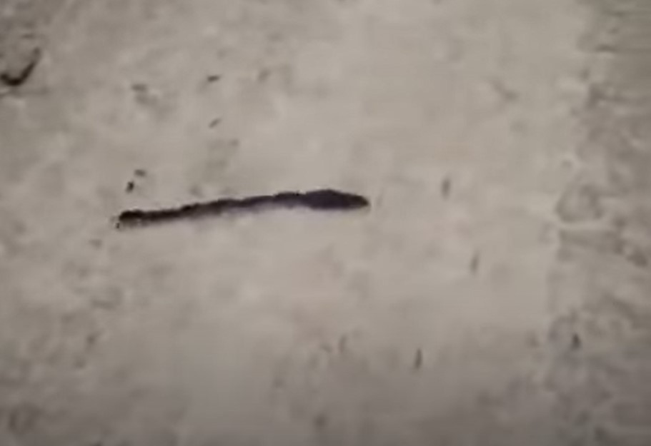 La caravane des musaraignes, l’étrange petit train des bébés derrière leur mère maman musaraigne et ses bebe font le millepatte 1 maman-musaraigne-et-ses-bebe-font-le-millepatte-1