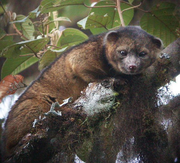 L' oliguinto: découverte d'un nouveau mammifère omnivore olinguito nouveau mammifere carnivore 1 oliguinto-nouveau-mammifere-carnivore-1