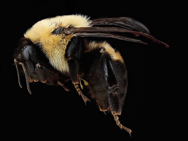 Les étonnantes couleurs des abeilles en macrophotographie couleurs des abeilles en macrophotographie 10 couleurs-des-abeilles-en-macrophotographie-10