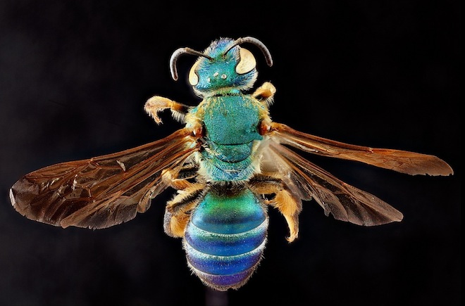Les étonnantes couleurs des abeilles en macrophotographie couleurs des abeilles en macrophotographie 11 couleurs-des-abeilles-en-macrophotographie-11