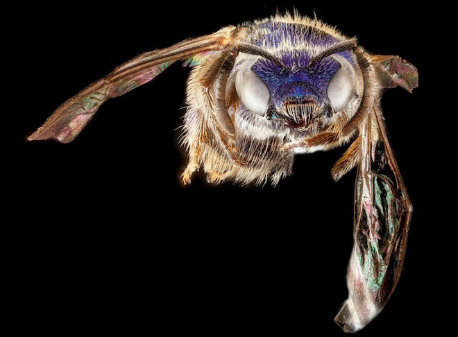 Les étonnantes couleurs des abeilles en macrophotographie couleurs des abeilles en macrophotographie 14 couleurs-des-abeilles-en-macrophotographie-14