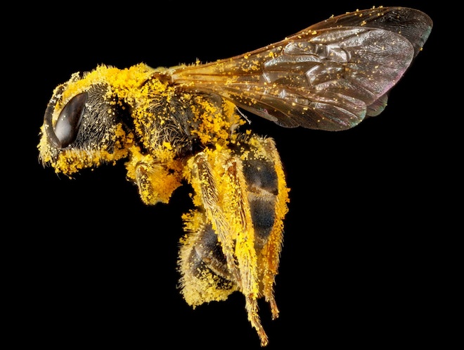 Les étonnantes couleurs des abeilles en macrophotographie couleurs des abeilles en macrophotographie 4 couleurs-des-abeilles-en-macrophotographie-4