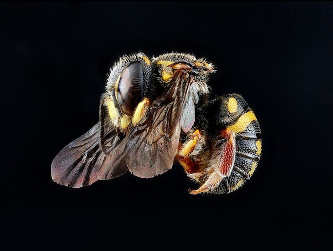 Les étonnantes couleurs des abeilles en macrophotographie couleurs des abeilles en macrophotographie 5 couleurs-des-abeilles-en-macrophotographie-5
