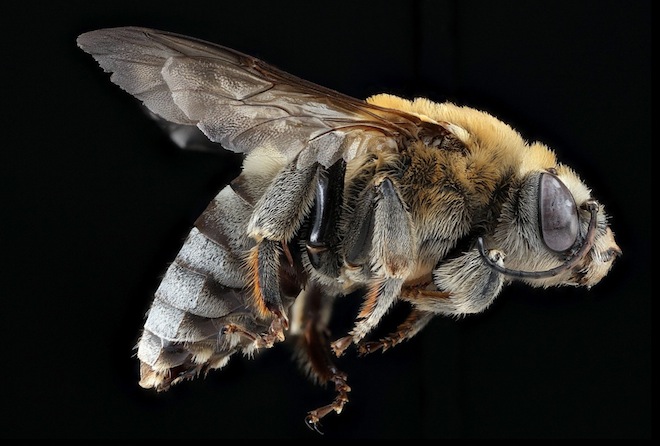 Les étonnantes couleurs des abeilles en macrophotographie couleurs des abeilles en macrophotographie 6 couleurs-des-abeilles-en-macrophotographie-6