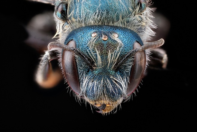 Les étonnantes couleurs des abeilles en macrophotographie couleurs des abeilles en macrophotographie 7 couleurs-des-abeilles-en-macrophotographie-7