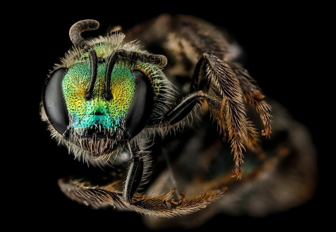 Les étonnantes couleurs des abeilles en macrophotographie couleurs des abeilles en macrophotographie 8 couleurs-des-abeilles-en-macrophotographie-8