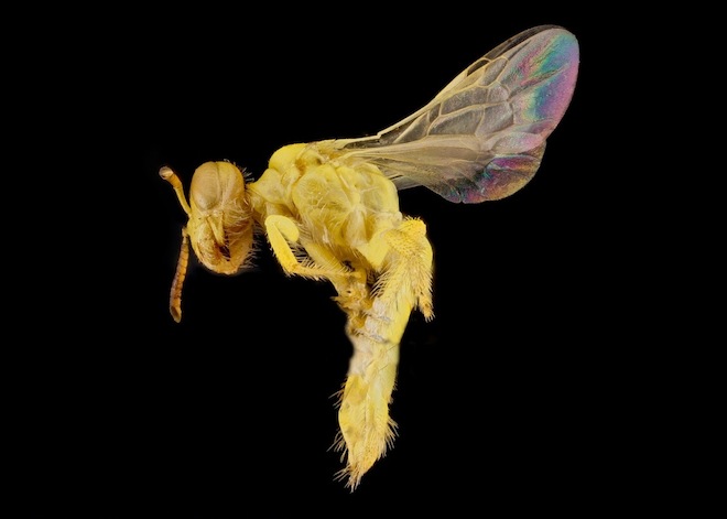 Les étonnantes couleurs des abeilles en macrophotographie couleurs des abeilles en macrophotographie 9 couleurs-des-abeilles-en-macrophotographie-9