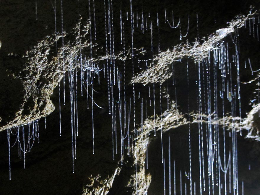 Des vers luisants créent un ciel étoilé fantastique dans une grotte des vers luisants ciel etoile grottes de waitomo 10 des-vers-luisants-ciel-etoile-grottes-de-waitomo-10
