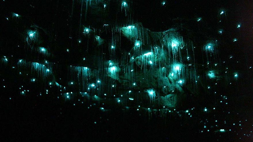 Des vers luisants créent un ciel étoilé fantastique dans une grotte des vers luisants ciel etoile grottes de waitomo 3 des-vers-luisants-ciel-etoile-grottes-de-waitomo-3