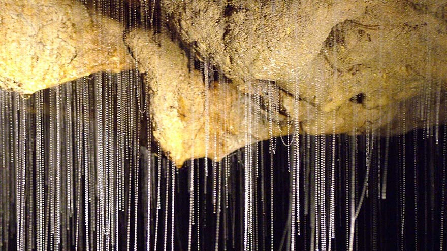 Des vers luisants créent un ciel étoilé fantastique dans une grotte des vers luisants ciel etoile grottes de waitomo 8 des-vers-luisants-ciel-etoile-grottes-de-waitomo-8