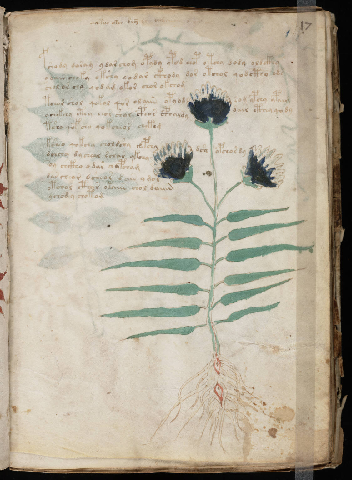 Page botanique du manuscrit de Voynich Page botanique du manuscrit de Voynich avec une grande plante à trois fleurs sombres