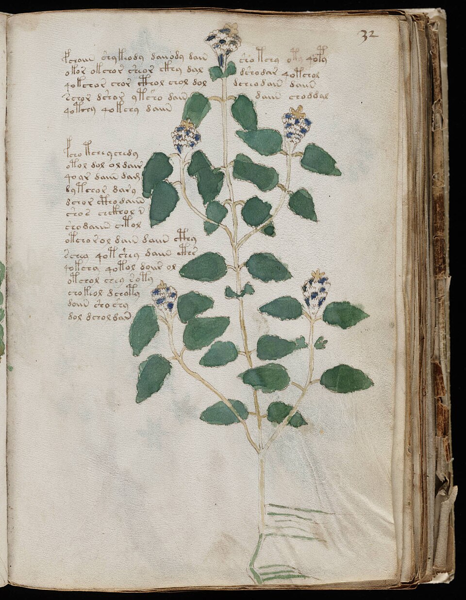 manuscrit voynich plante fleurs bleues Plante aux fleurs bleues dessinée dans le manuscrit de Voynich