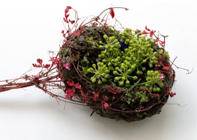 Sculptures d'organes humains en végétaux sculptures organes humains en vegetaux rate sculptures-organes-humains-en-vegetaux-rate