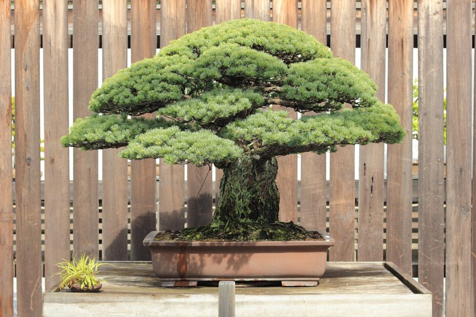 Le pin Yamaki, le bonsaï de plus de 400 ans qui a survécu à Hiroshima yamaki pine bonsai survivant hiroshima Pin Yamaki, bonsaï japonais ayant survécu au bombardement d’Hiroshima