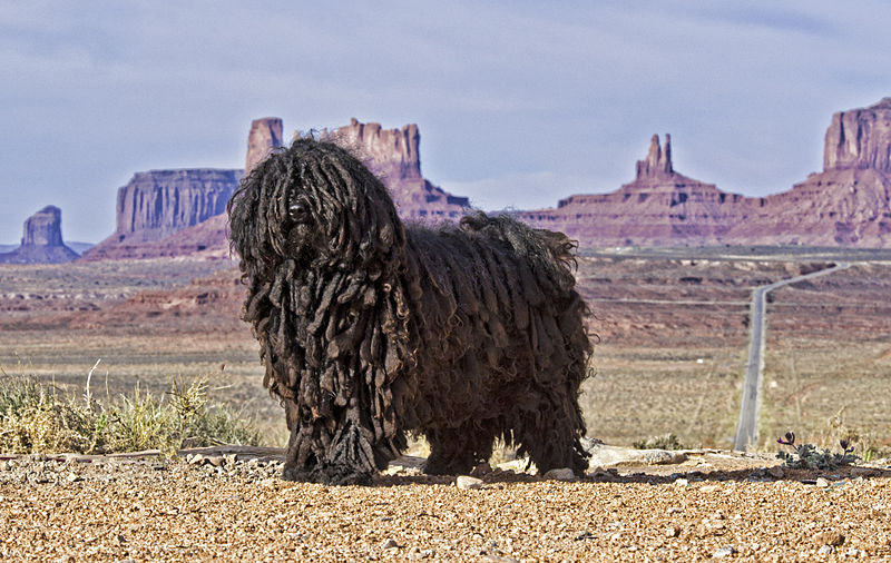 Le Komondor ou berger hongrois Komodor chien berger hongrois 10 Komodor-chien-berger-hongrois-10