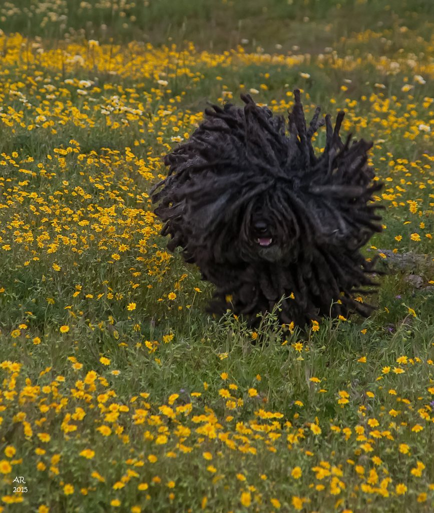 Le Komondor ou berger hongrois Komodor chien berger hongrois 11 Komodor-chien-berger-hongrois-11
