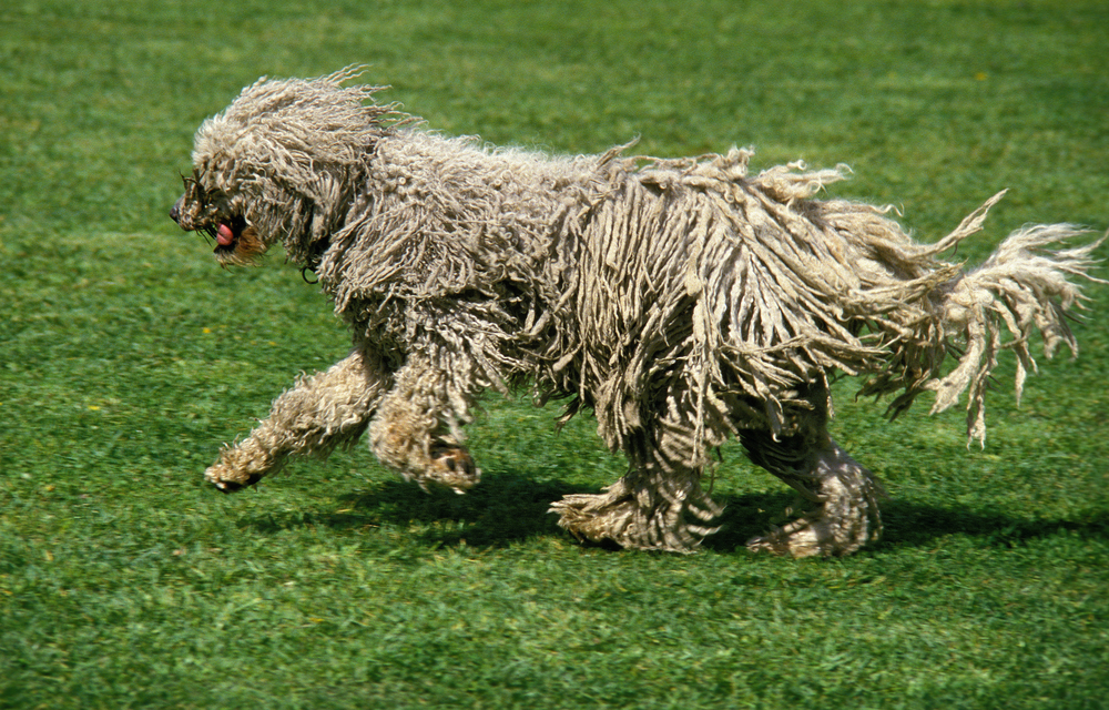 Le Komondor ou berger hongrois Komodor chien berger hongrois 12 1 Komodor-chien-berger-hongrois-12-1