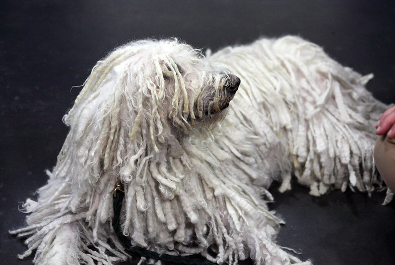 Le Komondor ou berger hongrois Komodor chien berger hongrois 3 Komodor-chien-berger-hongrois-3