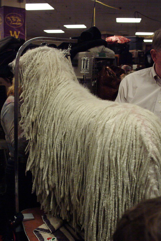 Le Komondor ou berger hongrois Komodor chien berger hongrois 5 Komodor-chien-berger-hongrois-5