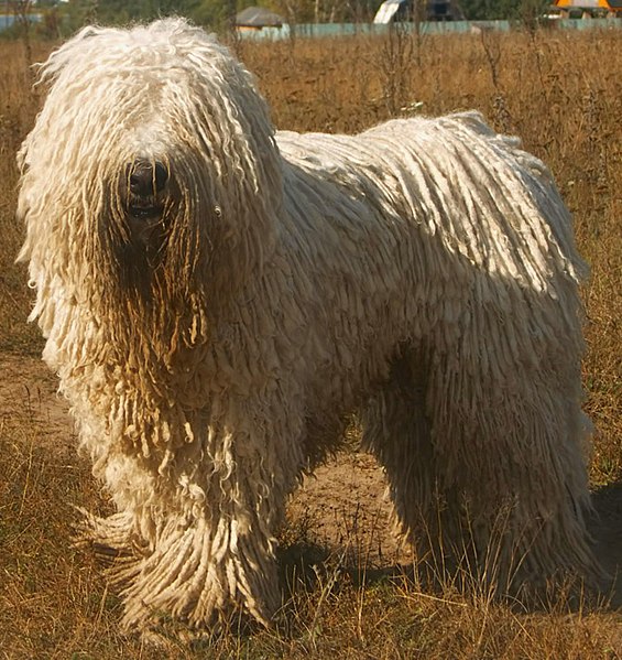 Le Komondor ou berger hongrois Komodor chien berger hongrois 6 Komodor-chien-berger-hongrois-6