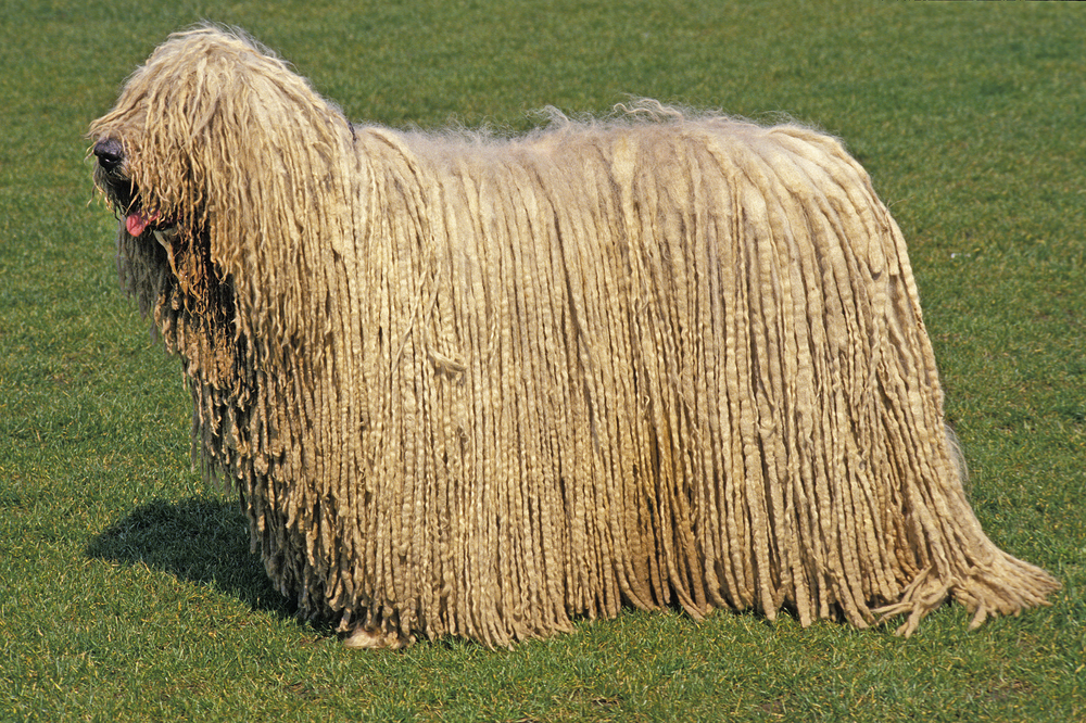 Le Komondor ou berger hongrois Komodor chien berger hongrois 9 1 Komodor-chien-berger-hongrois-9