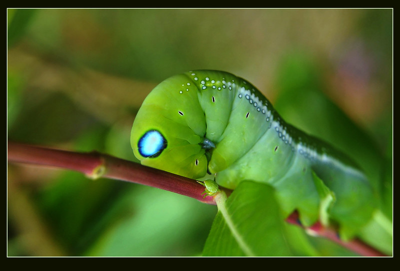 La chenille du sphinx du laurier-rose ou la chenille Iron Man La chenille du sphinx du laurier rose ou la chenille iron man 1 La-chenille-du-sphinx-du-laurier-rose-ou-la-chenille-iron-man-1
