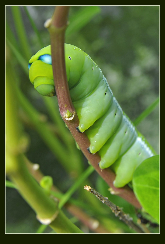 La chenille du sphinx du laurier-rose ou la chenille Iron Man La chenille du sphinx du laurier rose ou la chenille iron man 3 La-chenille-du-sphinx-du-laurier-rose-ou-la-chenille-iron-man-3