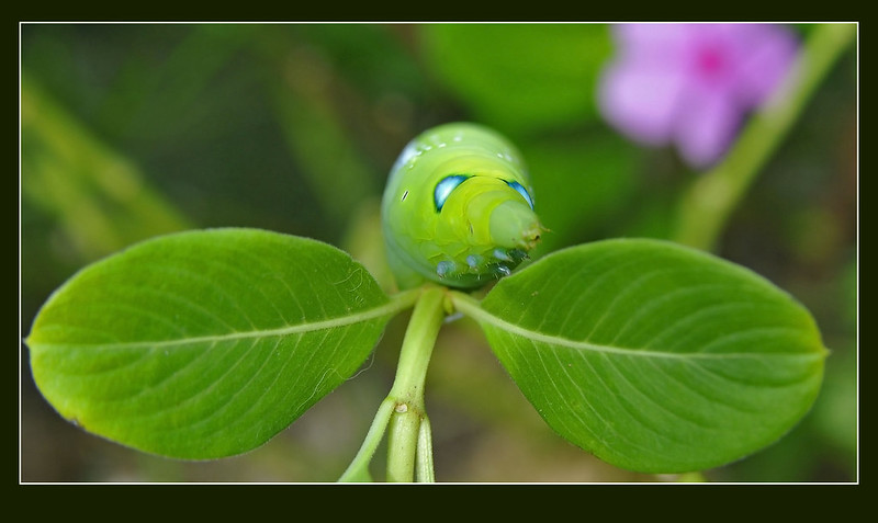 La chenille du sphinx du laurier-rose ou la chenille Iron Man La chenille du sphinx du laurier rose ou la chenille iron man 4 La-chenille-du-sphinx-du-laurier-rose-ou-la-chenille-iron-man-4