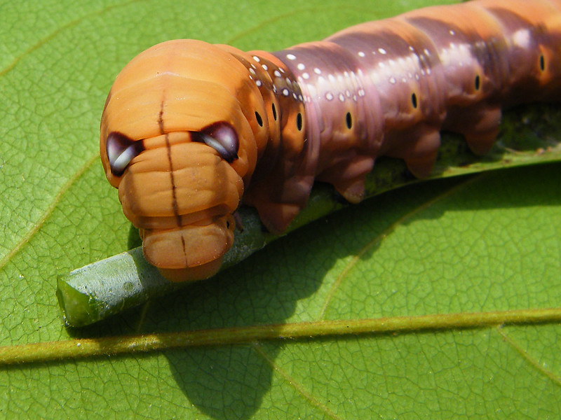 La chenille du sphinx du laurier-rose ou la chenille Iron Man La chenille du sphinx du laurier rose ou la chenille iron man 5 La-chenille-du-sphinx-du-laurier-rose-ou-la-chenille-iron-man-5