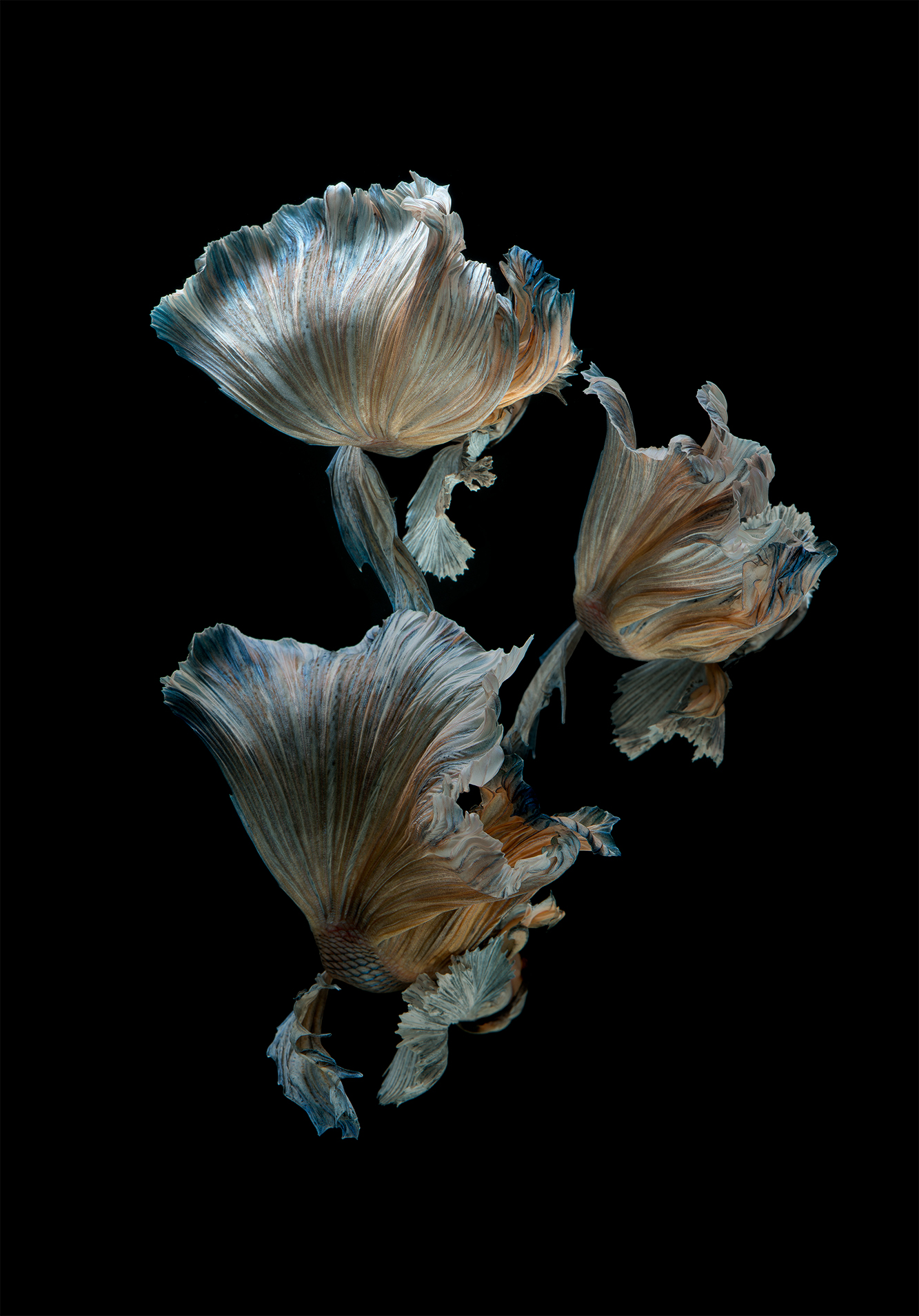 De splendides portraits de poissons combattants des portraits de poissons combattants 2 des portraits de poissons combattants 2