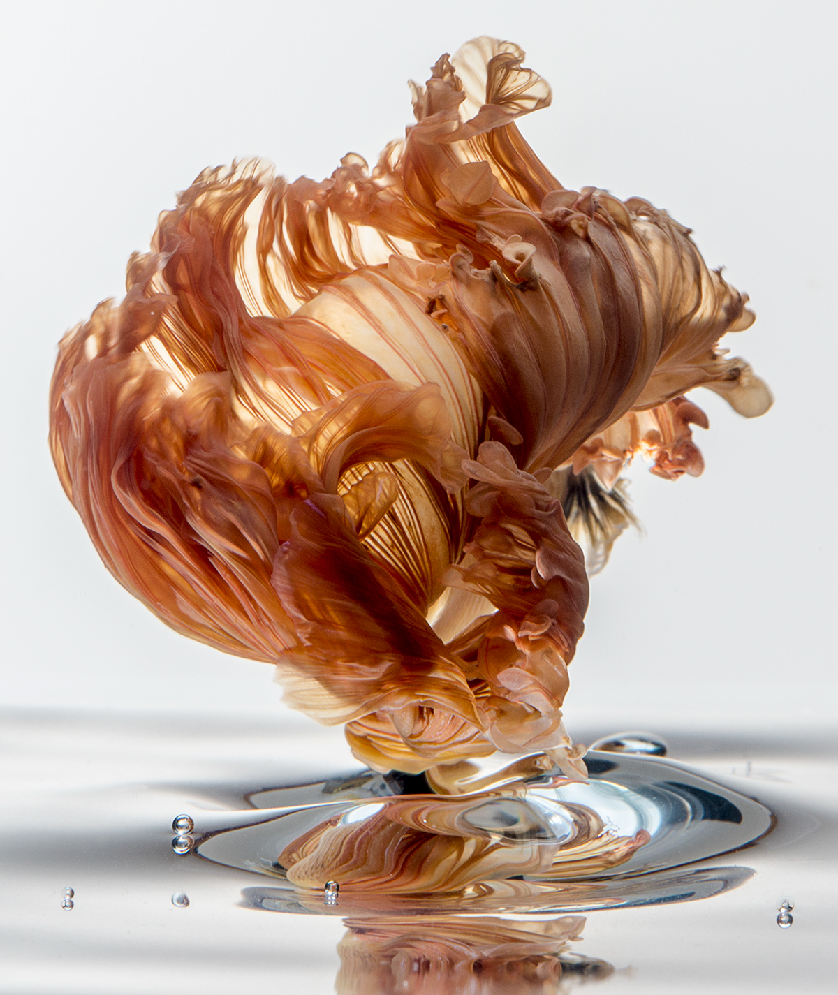 De splendides portraits de poissons combattants des portraits de poissons combattants 3 des portraits de poissons combattants 3