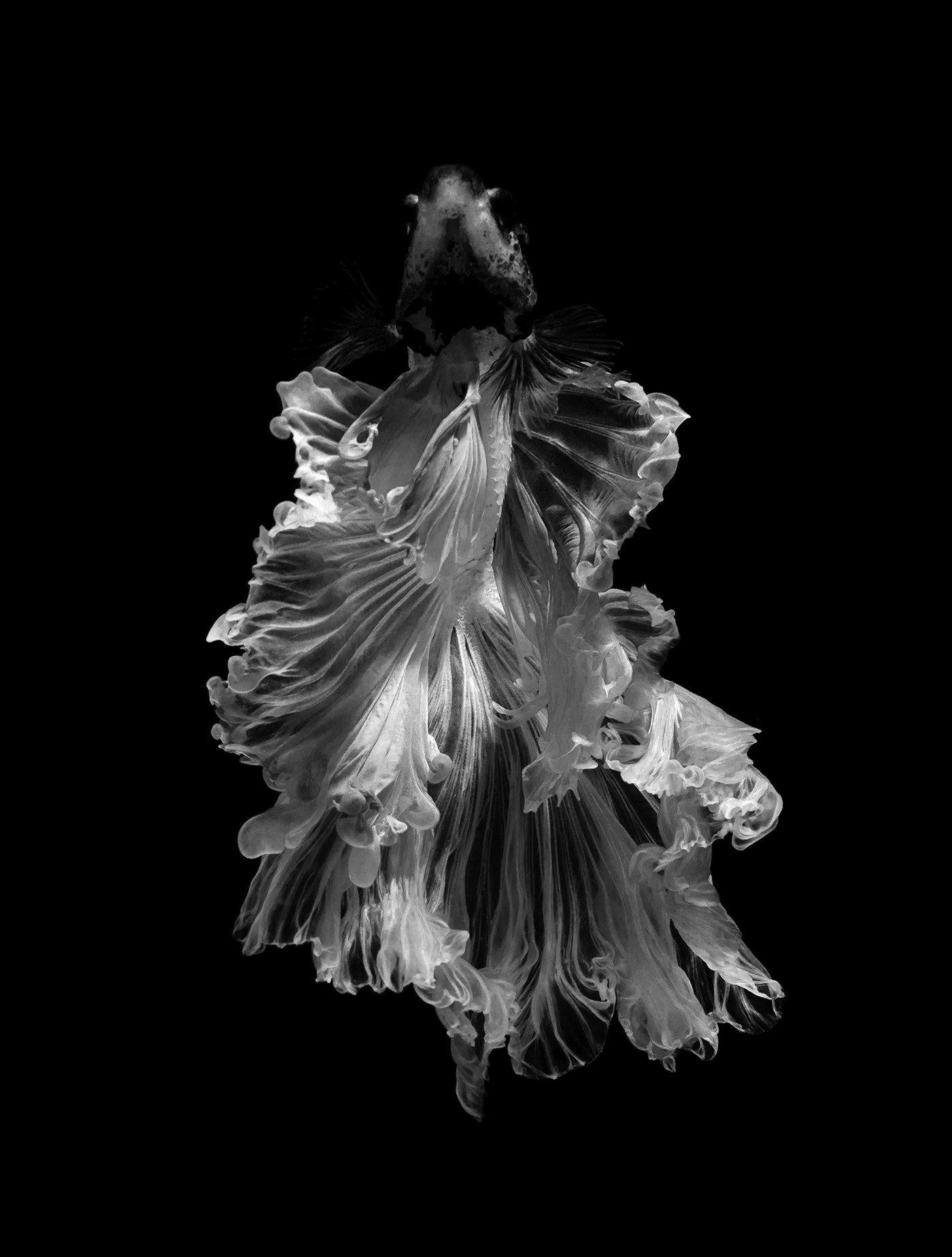 De splendides portraits de poissons combattants des portraits de poissons combattants 4 des portraits de poissons combattants 4