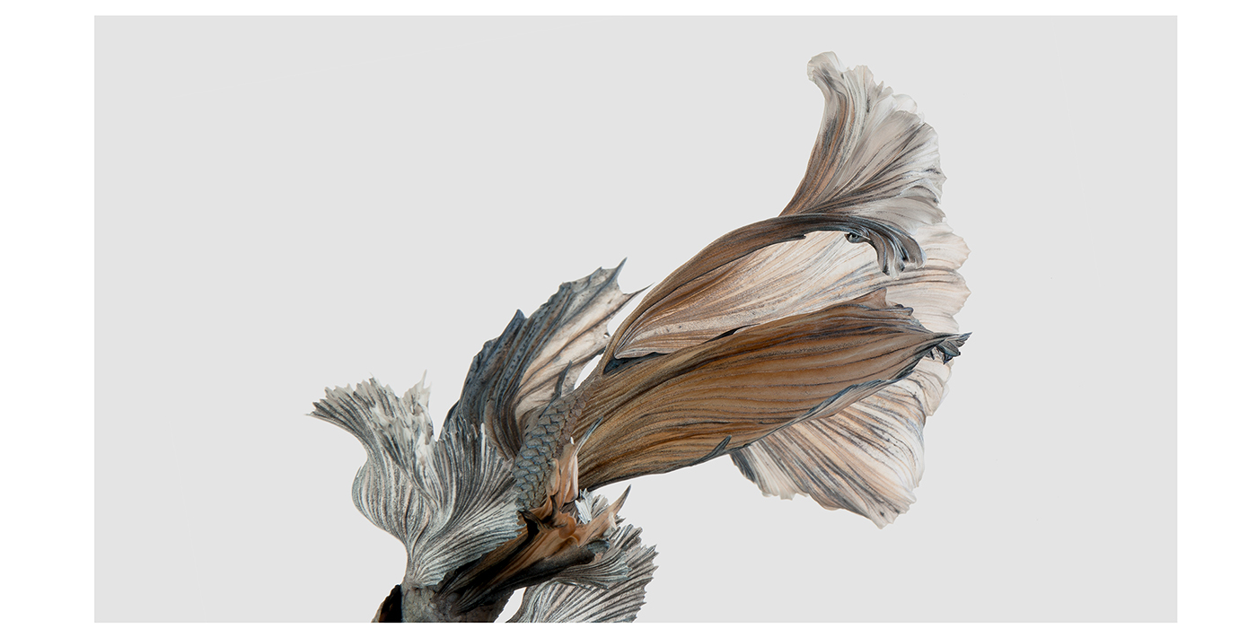 De splendides portraits de poissons combattants des portraits de poissons combattants 5 des portraits de poissons combattants 5