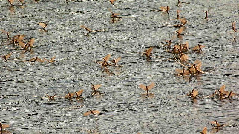La floraison de la Tisza la floraison de la tisza 2 la-floraison-de-la-tisza-2