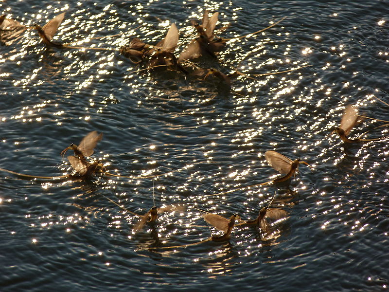La floraison de la Tisza la floraison de la tisza 3 la-floraison-de-la-tisza-3