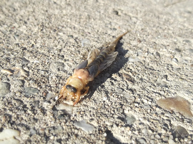 La floraison de la Tisza la floraison de la tisza 4 la-floraison-de-la-tisza-4