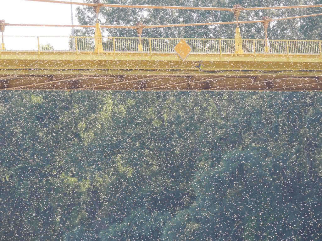 La floraison de la Tisza la floraison de la tisza 6 la-floraison-de-la-tisza-6