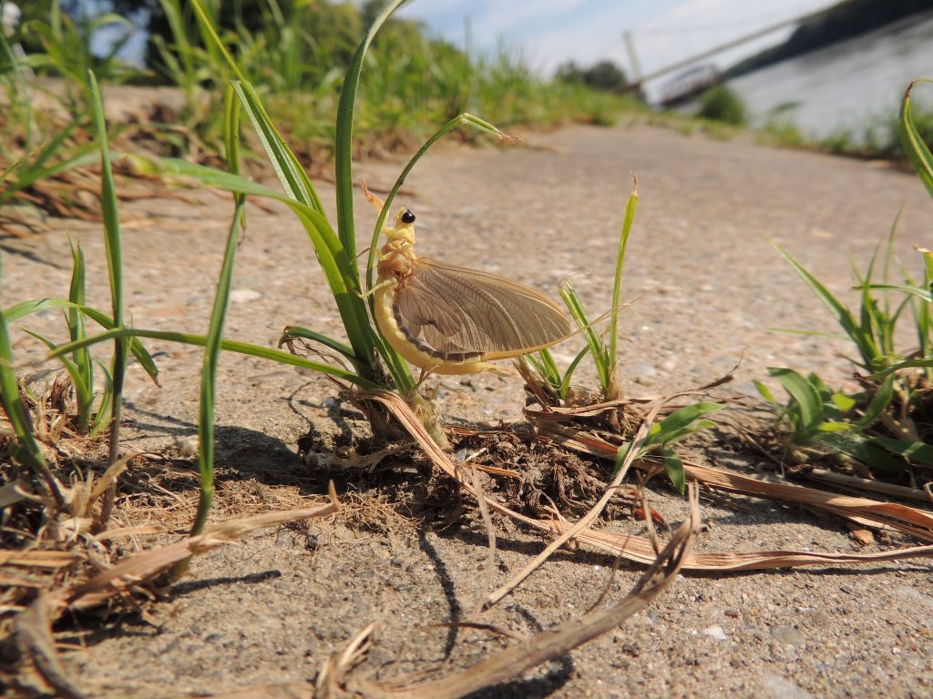 La floraison de la Tisza la floraison de la tisza 9 la-floraison-de-la-tisza-9