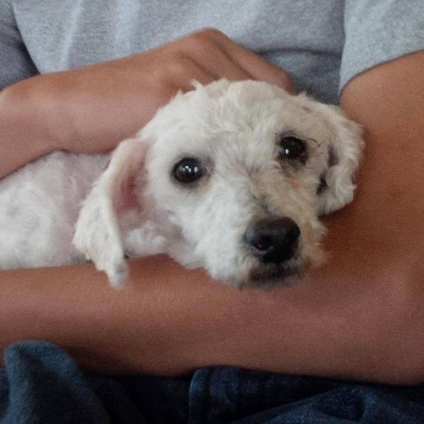 Shrek le chien abandonné des marais shrek le chien abandonne des marais 11 shrek-le-chien-abandonne-des-marais-11